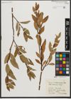 Foto von Salix waldsteiniana Willd.